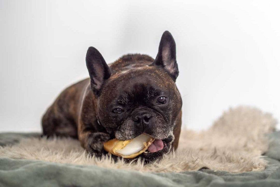 Bulldogue Francês a roer Snack de Casco de Vitela com Gordura de Carneiro Kivo - 100% Natural
