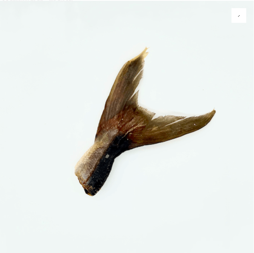 Rabo de Kingfish - Delícia natural para cães