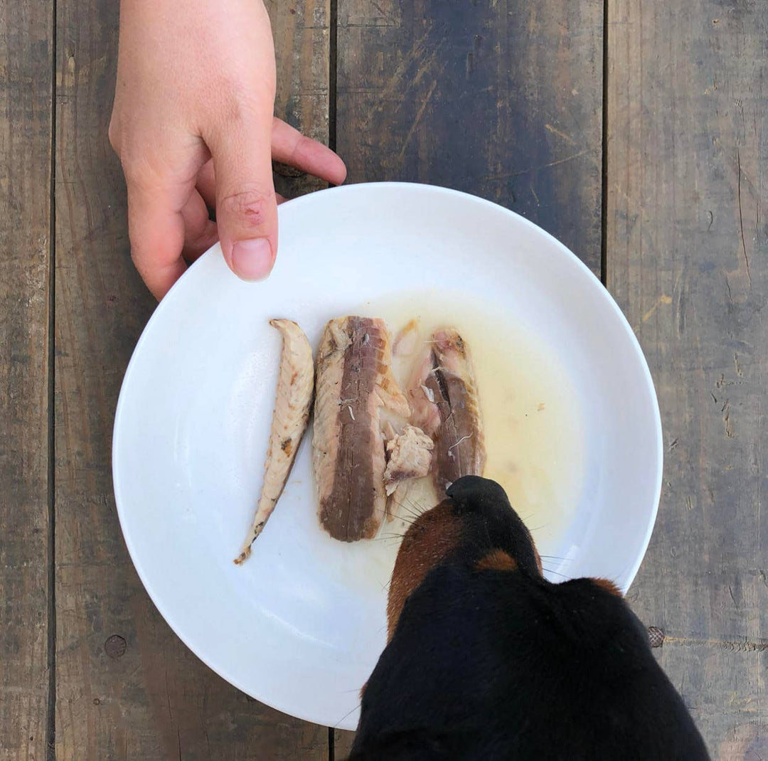 Filetes de Cavala ao Natural (Cães)