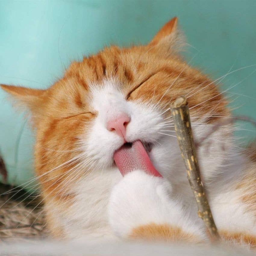 Pauzinhos Silvervine para Gato - Gato Brincando com Stick Natural
