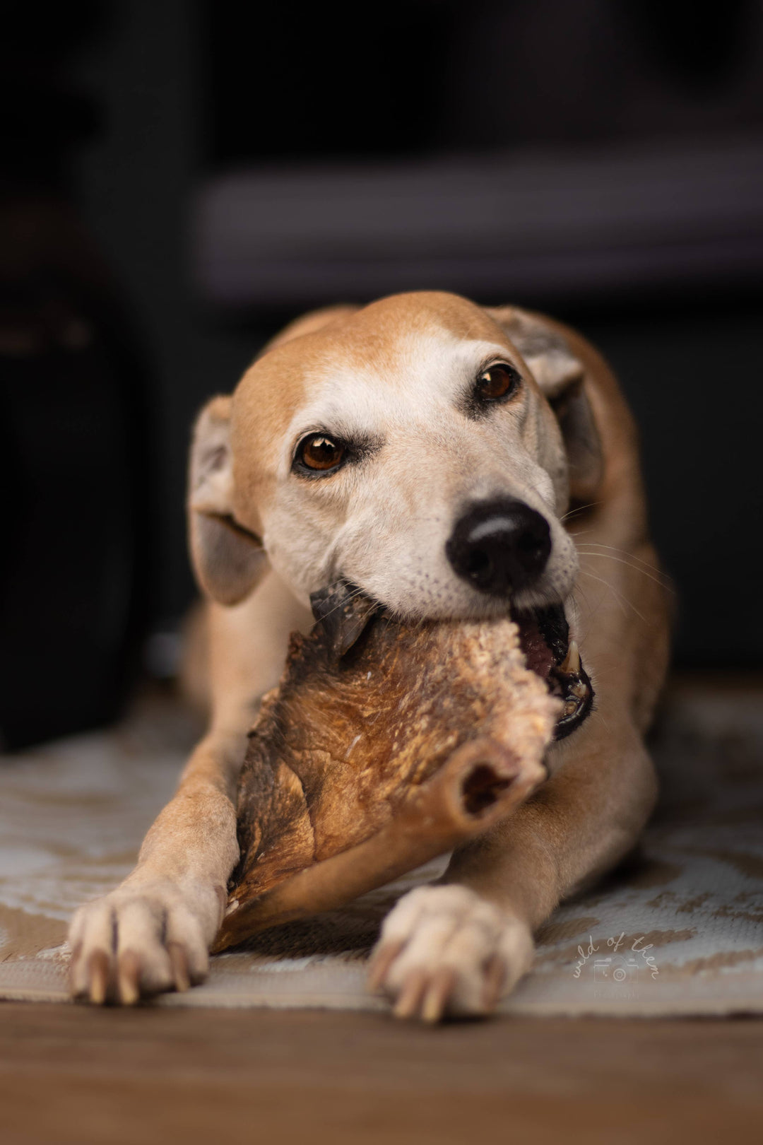 Snack Cão - Prato Cowhide - 1 peça - Runderkophuid Plaat