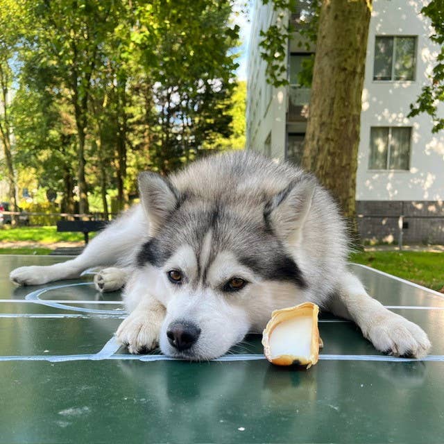 Snack Cão - Cascos de Vitela com Gorda Ovelha - 3 peças