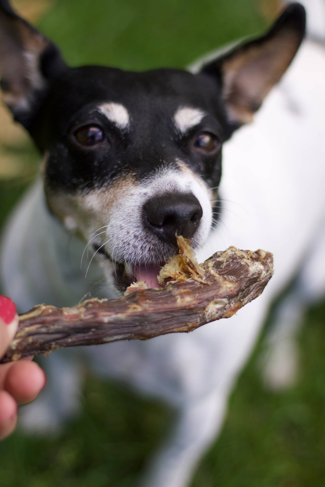 Snack para cão - pescoço de pato - 500g