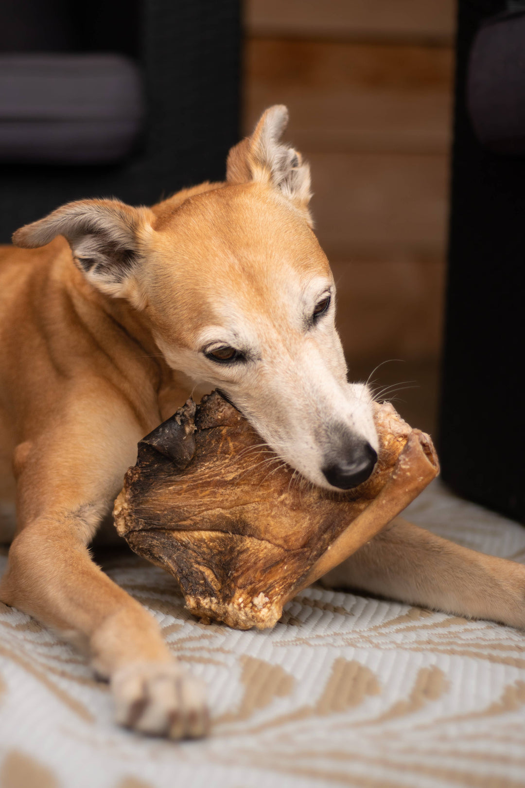 Snack Cão - Prato Cowhide - 1 peça - Runderkophuid Plaat