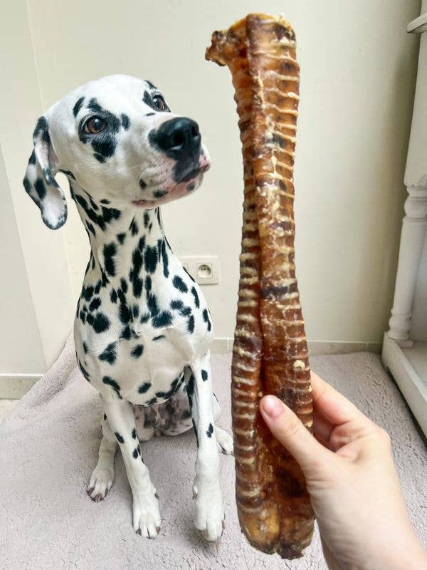 Snack Cão - Traqueia de novilho - 10 peças