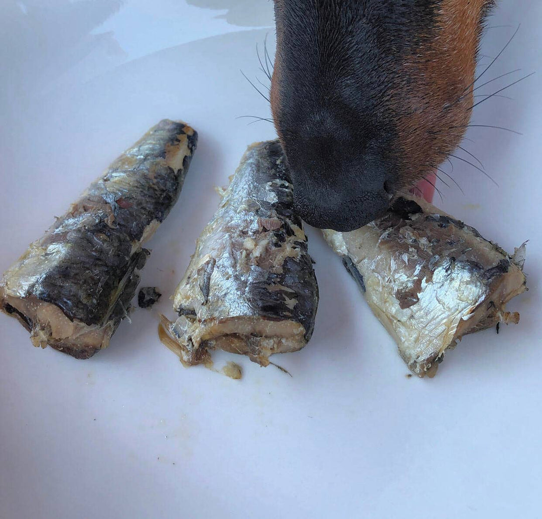 Sardinhas ao Natural (Cães)