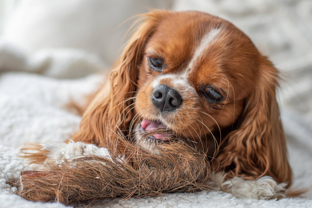 Snack Cão - Pele de Cabeça de Veado com Cabelo - 500g