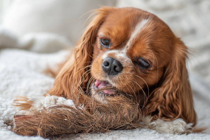 Snack Cão - Pele de Cabeça de Veado com Cabelo - 500g