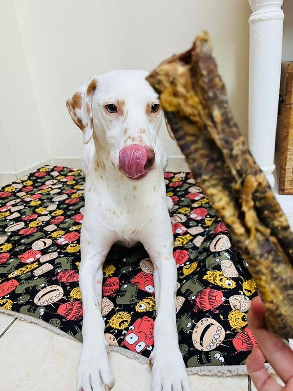 Snack Cão - Tubo de Aeronamento de Borrego - 250g
