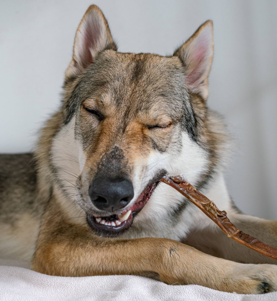 Petisco para Cachorro - Pele Longa da Cabeça de Camelo - 1 peça