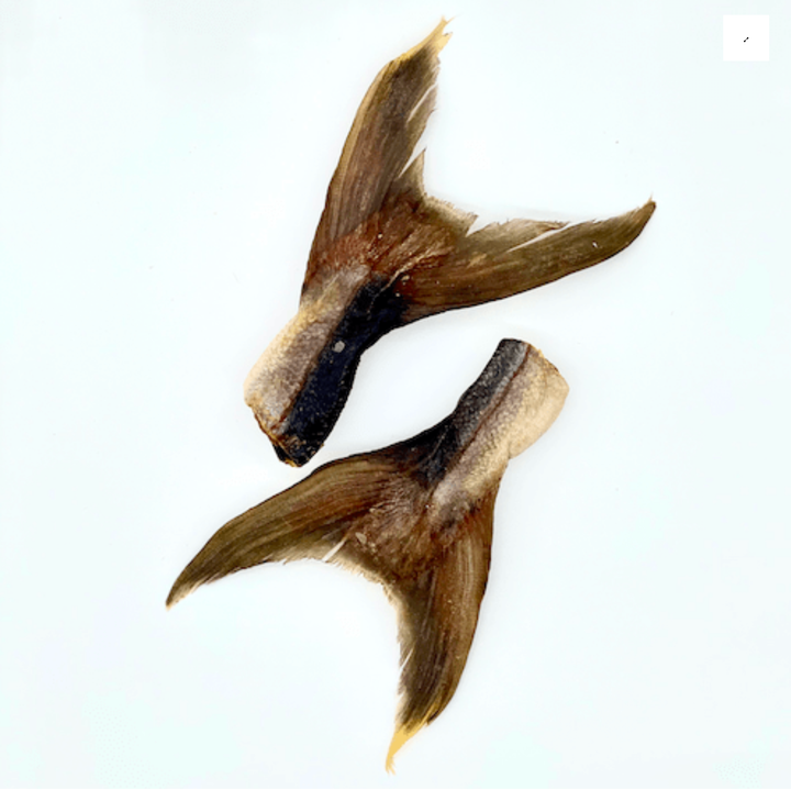 Rabo de Kingfish - Delícia natural para cães