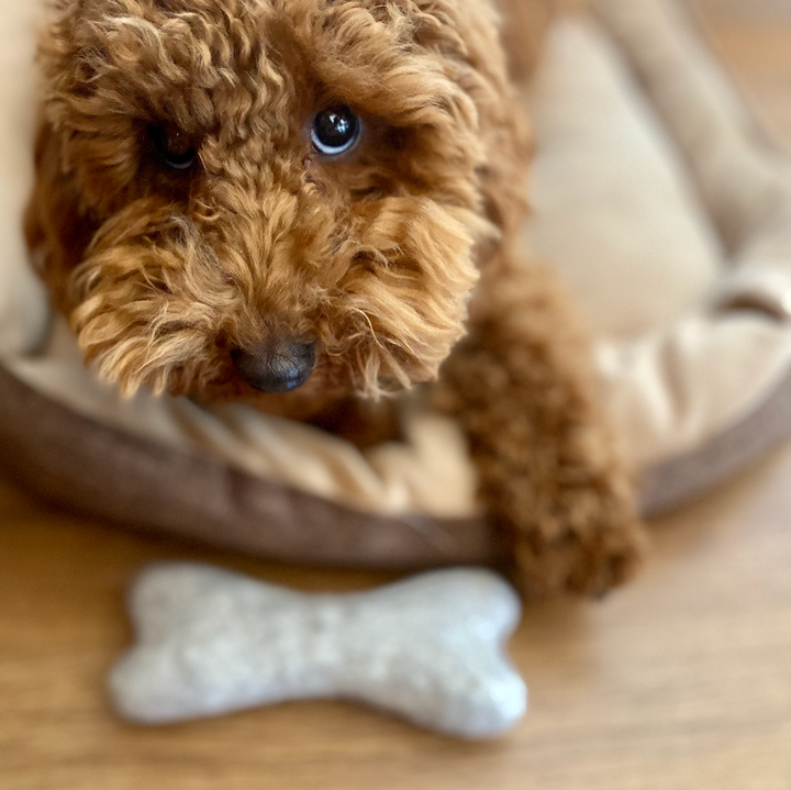 Felt Bone Dog Toy